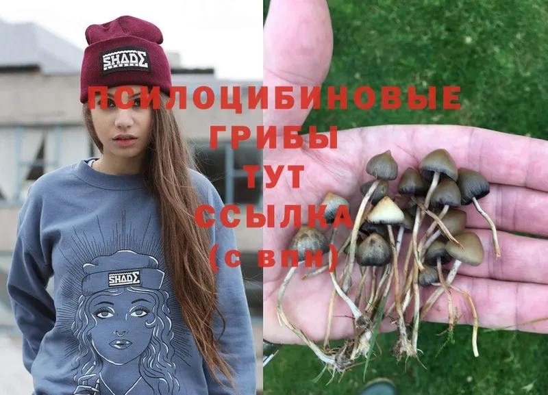 omg зеркало  Новомосковск  Псилоцибиновые грибы Cubensis  наркотики 