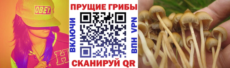Псилоцибиновые грибы мицелий Новомосковск