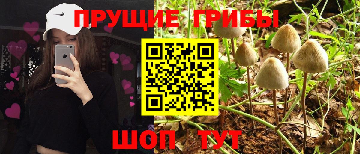 Галлюциногенные грибы Psilocybe Новомосковск